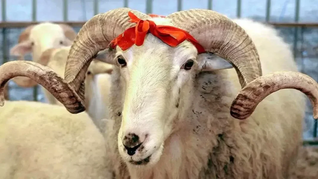 qurban_bayrami_oxu24com_1779186593
