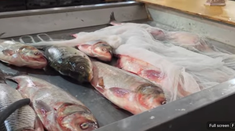 fish