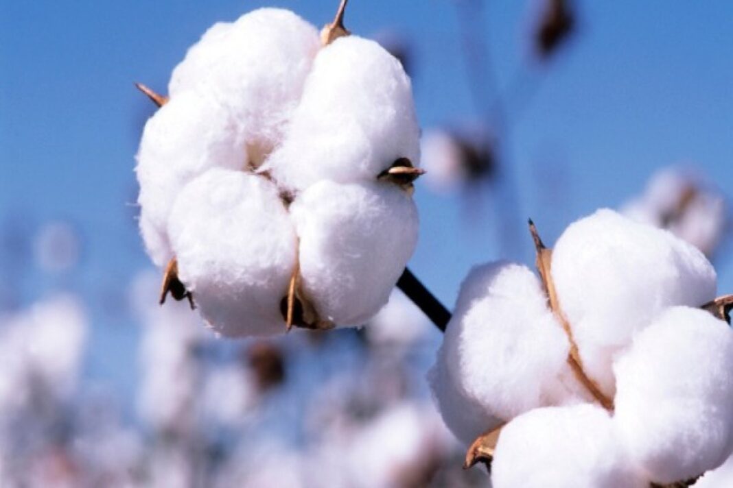 azerbaijan-cotton-export Хлопок на поле в Азербайджане