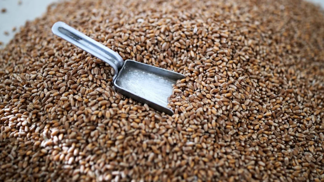 azerbaijan-wheat-imports-oct19 Зерно пшеницы и металлический совок, иллюстративное фото