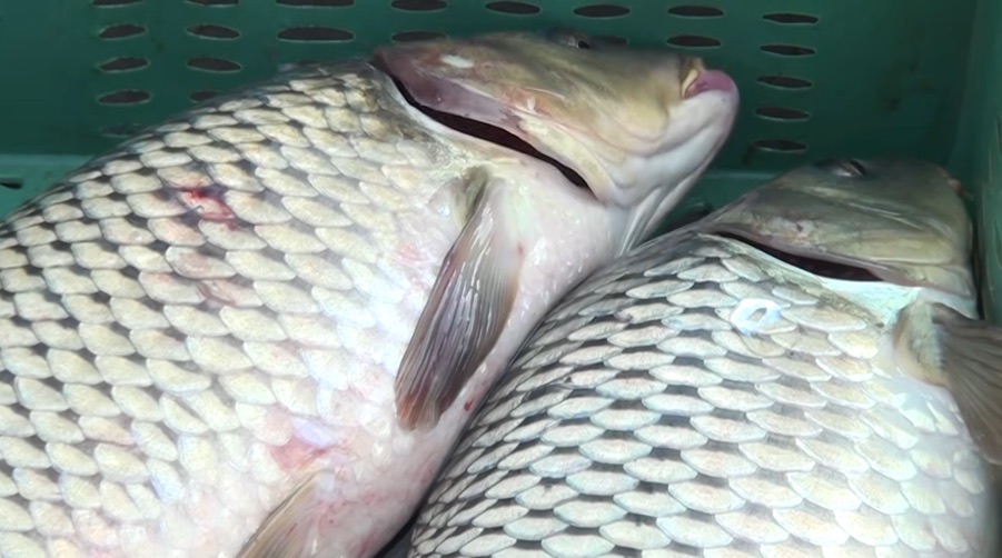 fish